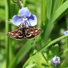 Pyrausta purpuralis