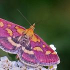 Pyrausta purpuralis