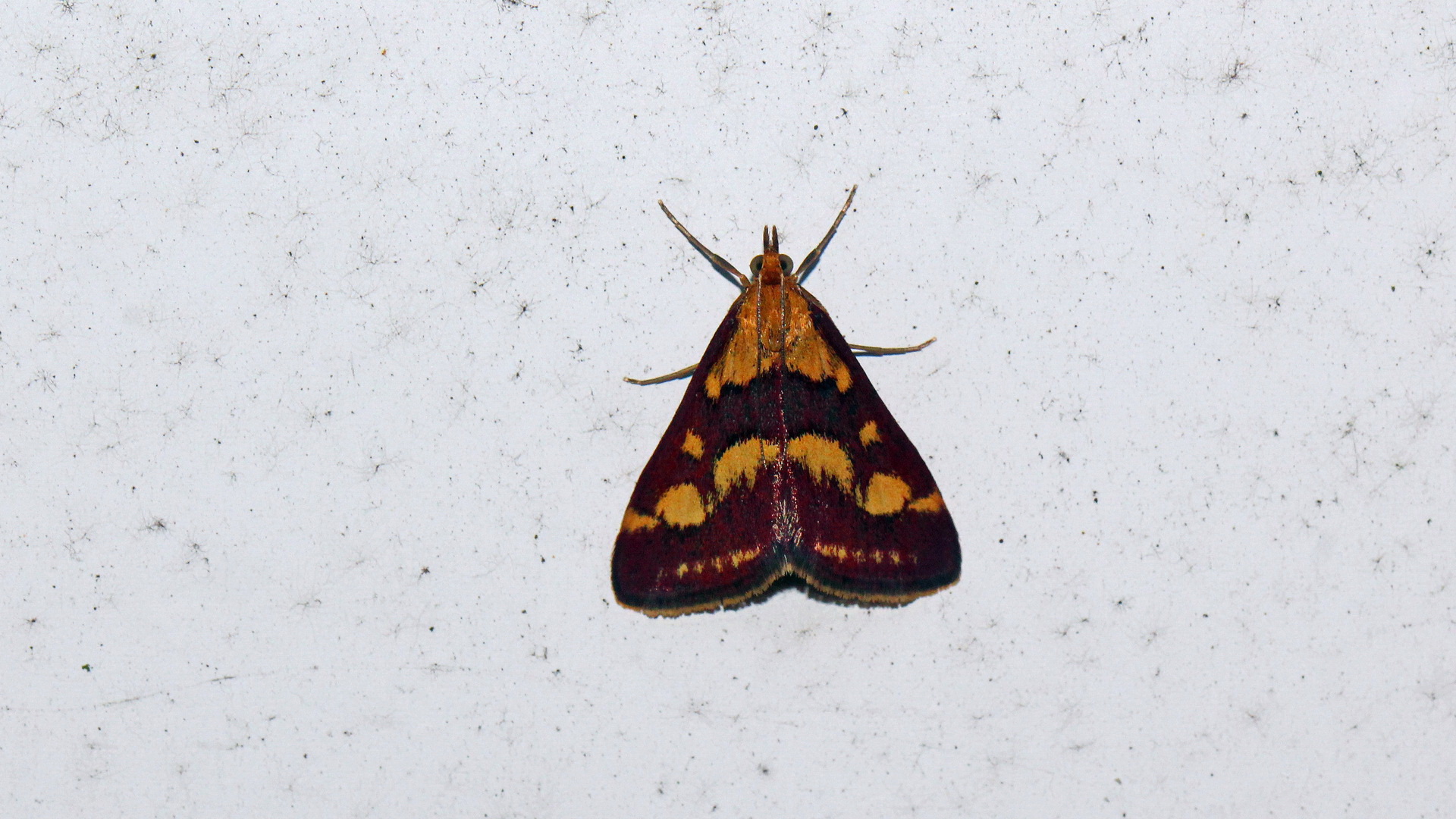 Pyrausta purpuralis