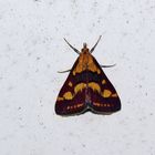 Pyrausta purpuralis