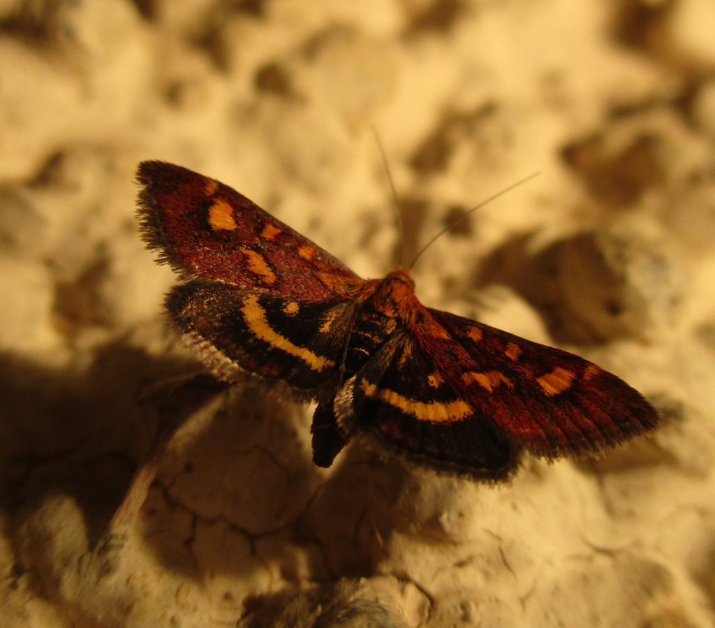  Pyrausta purpuralis- Purpurzünsler