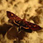  Pyrausta purpuralis- Purpurzünsler