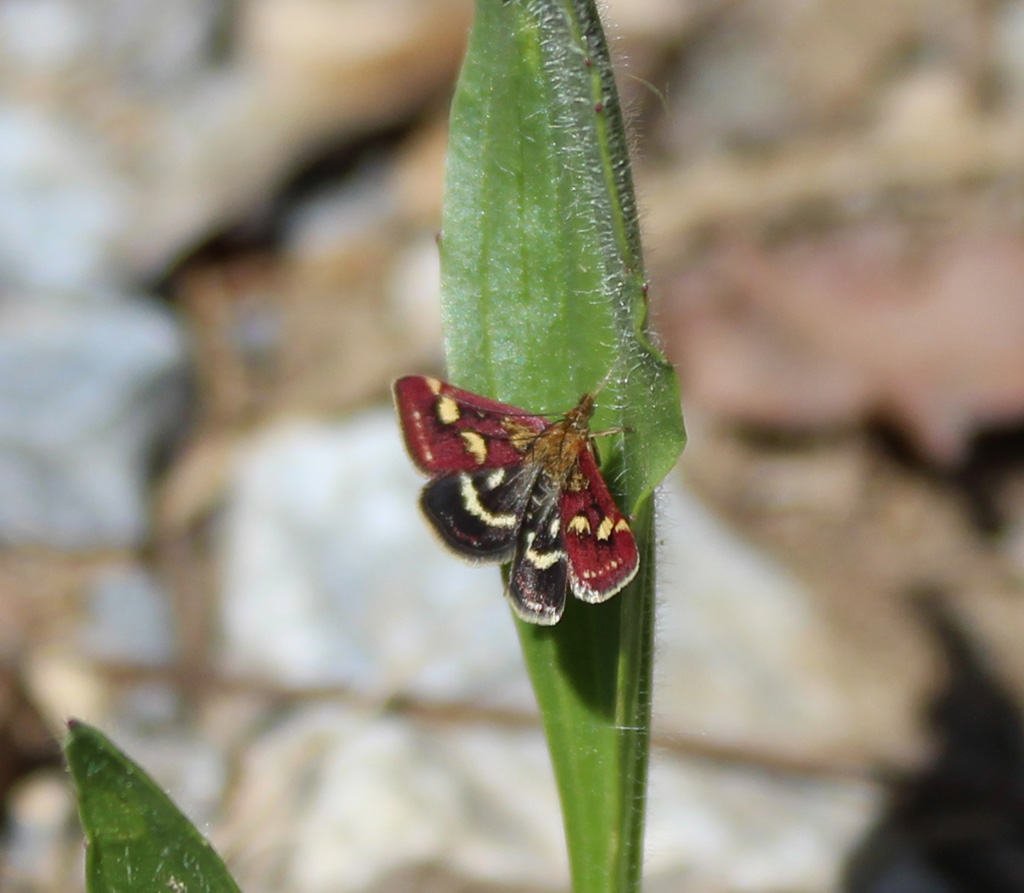  Pyrausta  purpuralis- Purpurzünsler denk ich mal 