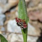  Pyrausta  purpuralis- Purpurzünsler denk ich mal 