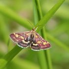  Pyrausta purpuralis- Purpurzünsler  