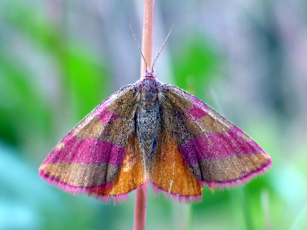 Pyrausta sanguinalis - Harz