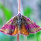 Pyrausta sanguinalis - Harz