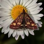 Pyraustra aurata - der Goldzünsler