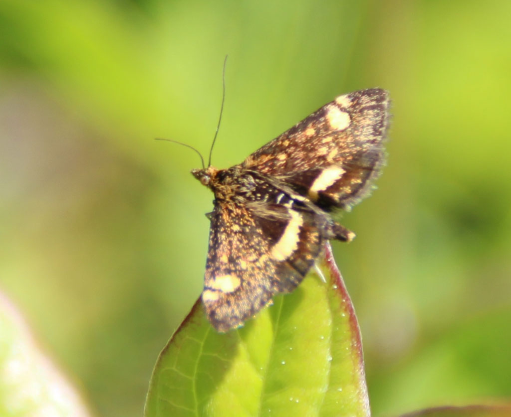 Pyraustra despicata-olivbrauner Zünsler 