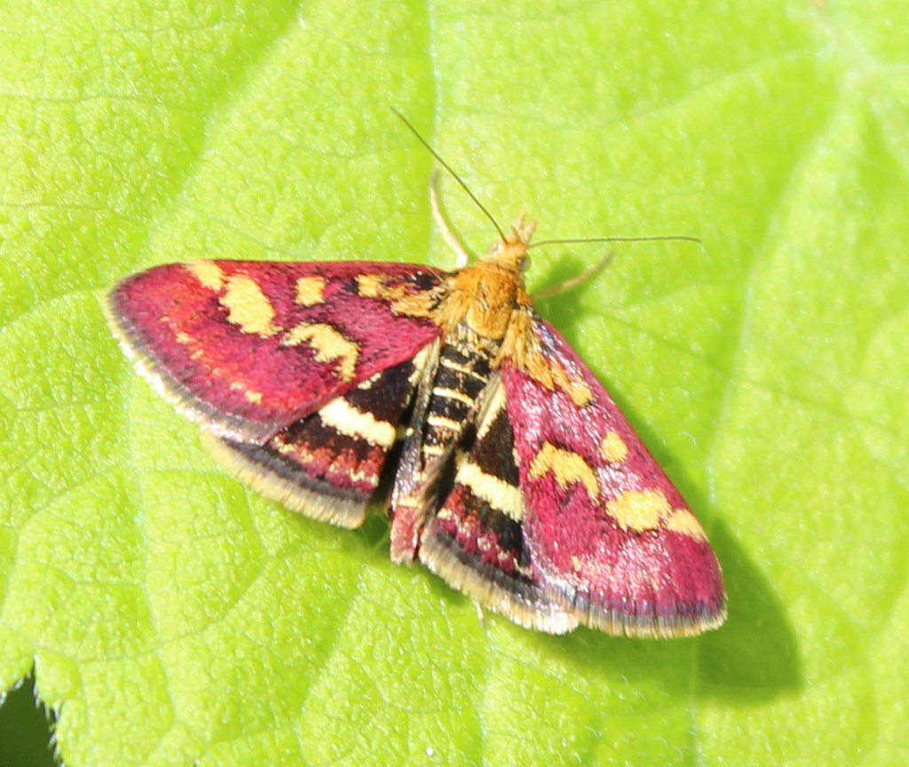 Pyraustra purpuralis- purpurroter Zünsler 