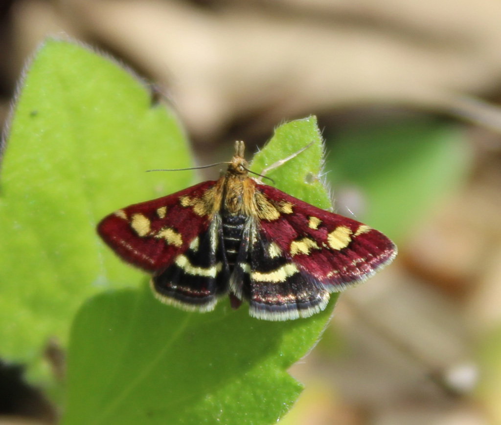  Pyraustra purpuralis - Purpurzünsler