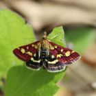  Pyraustra purpuralis - Purpurzünsler