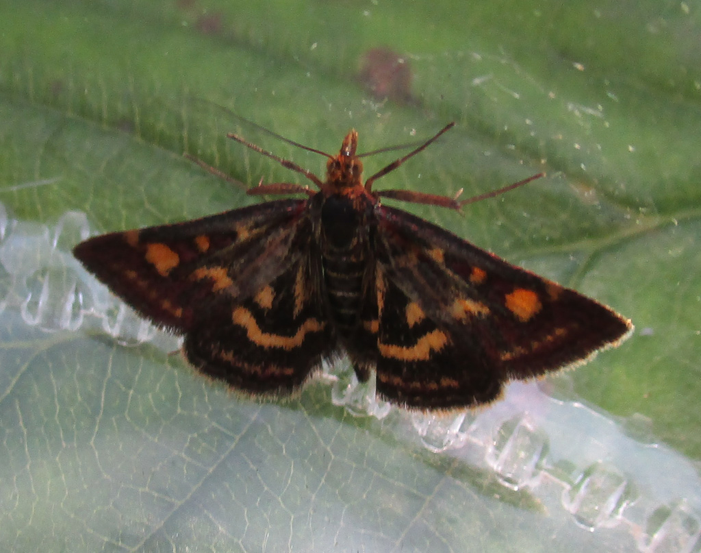  Pyraustra purpuralis-Purpurzünsler