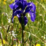 Pyrenäen - Iris