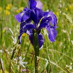 Pyrenäen-Iris