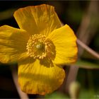 Pyrenäen-Scheinmohn