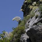 Pyrenäen-Steinbrech am Hang