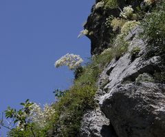 Pyrenäen-Steinbrech am Hang