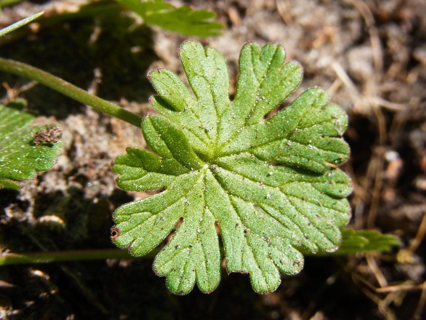 Pyrenäen Storchschnabel