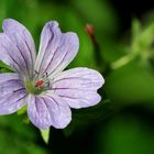 Pyrenäen-Storchschnabel (Geranium pyrenaicum)