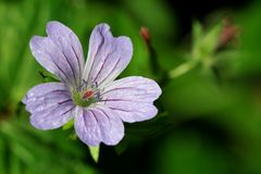 Pyrenäen-Storchschnabel (Geranium pyrenaicum)