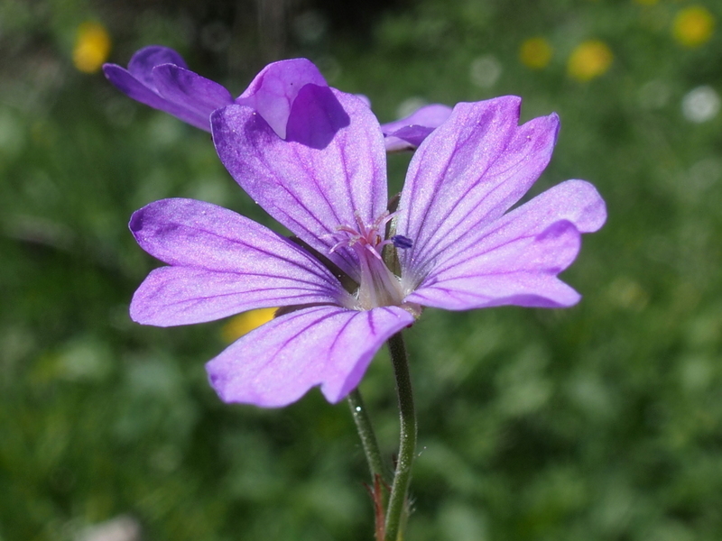 Pyrenäen-Storchschnabel 'Geranium pyrenaicum'