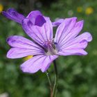 Pyrenäen-Storchschnabel 'Geranium pyrenaicum'