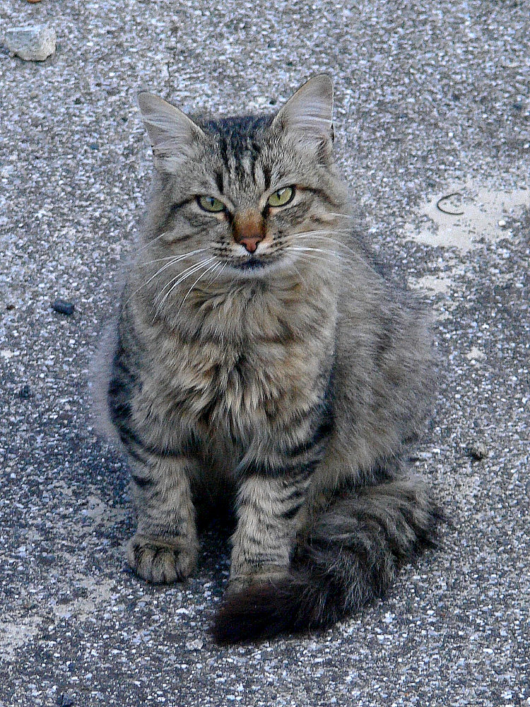 Pyrenäen- (Wild-) Katze