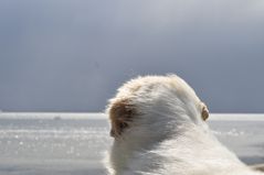 Pyrenäenberghund and the sea