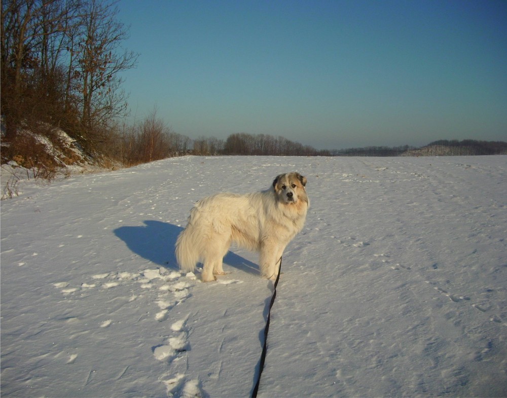 Pyrenäenberghund Benny