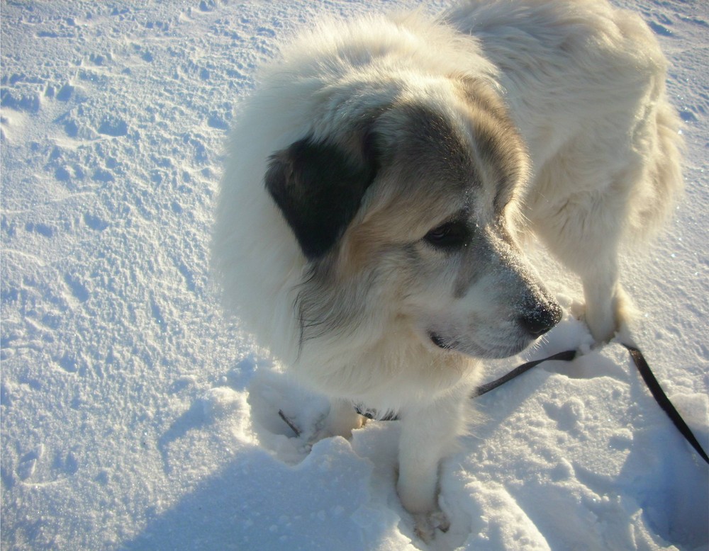 Pyrenäenberghund Benny II