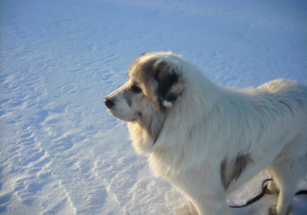 Pyrenäenberghund Benny III