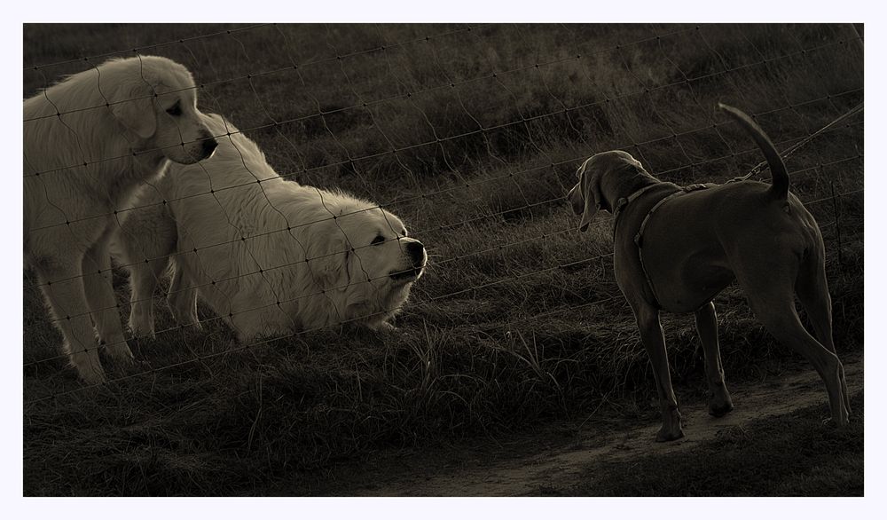 Pyrenäenberghund vs.Weimaraner