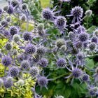  Pyrenäendistel  ( Eryngium bourgatii  Gouan )