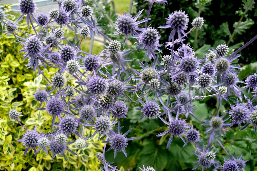  Pyrenäendistel  ( Eryngium bourgatii  Gouan )