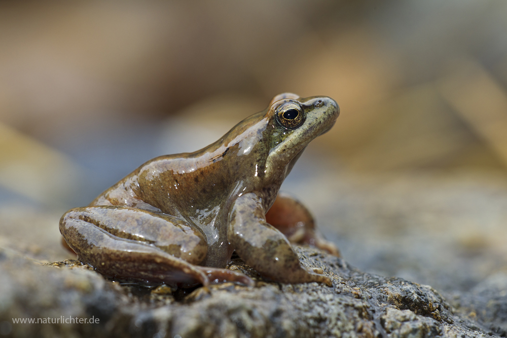 Pyrenäenfrosch (Rana pyrenaica)