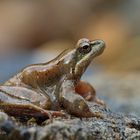 Pyrenäenfrosch (Rana pyrenaica)