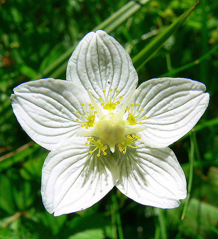 Pyrénées 2008