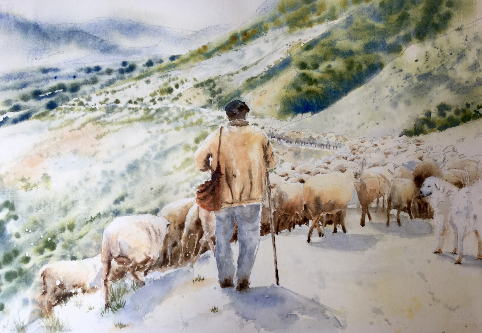 Pyrénées (3) - Transhumance