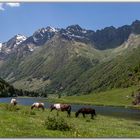 pyrénées