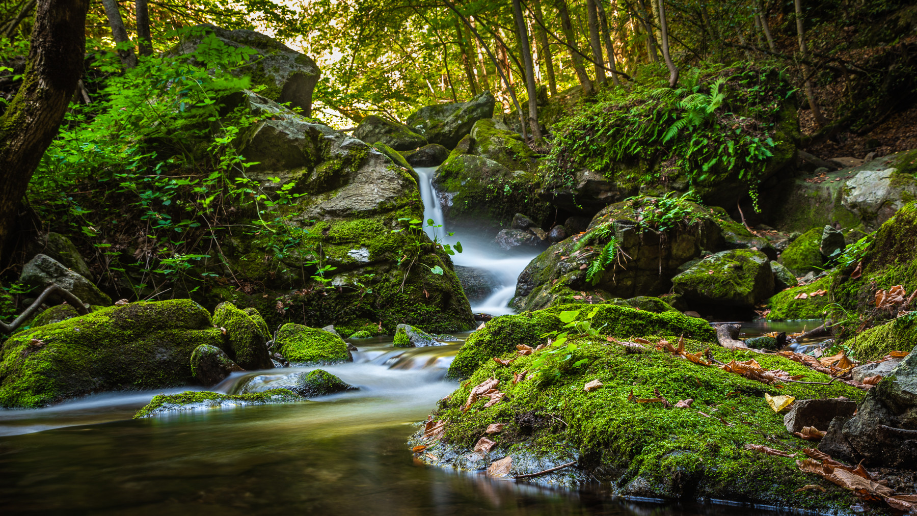 Pyrenees: Deep in the forest