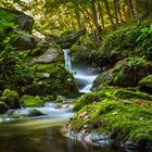 Pyrenees: Deep in the forest