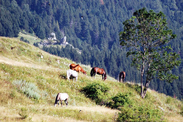 Pyrénées Orientales - suite