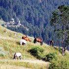 Pyrénées Orientales - suite