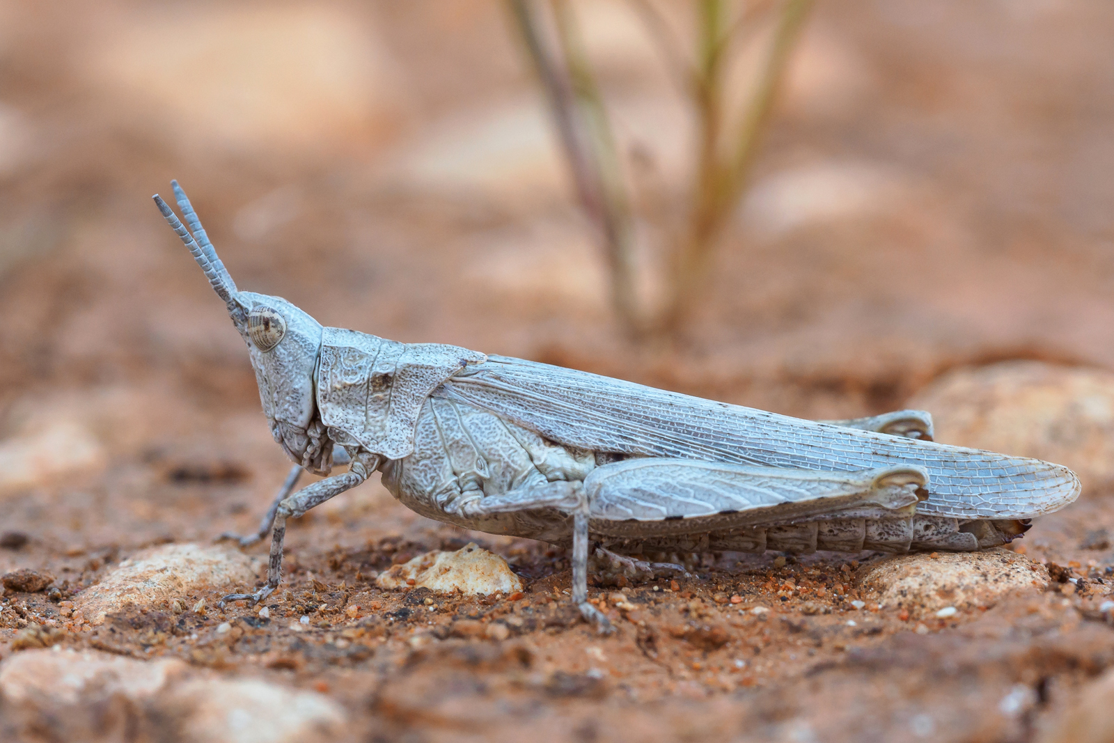 Pyrgomorpha cypria