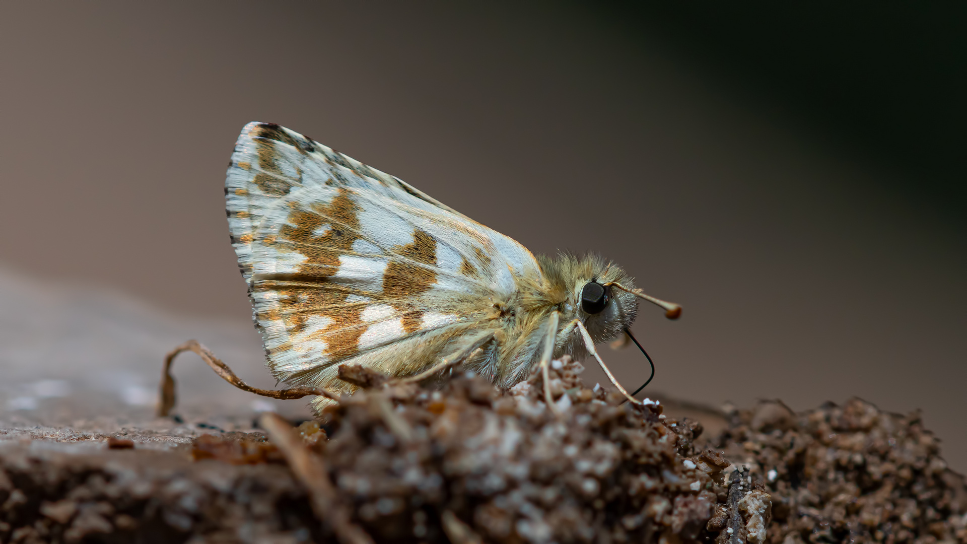 Pyrgus aladaghensis