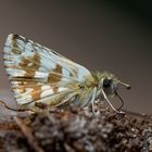 Pyrgus aladaghensis