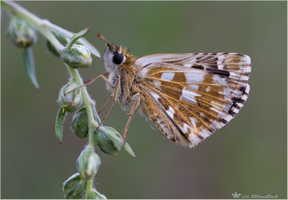 Pyrgus armoricanus