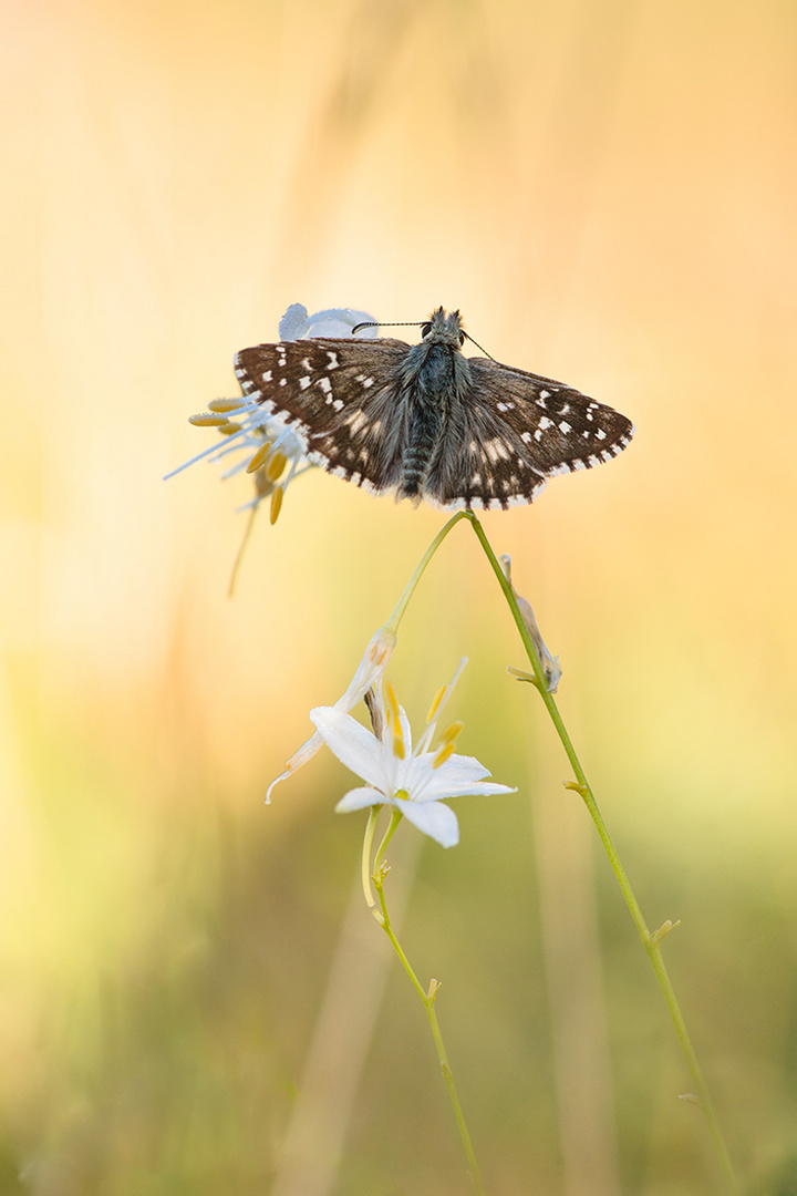 Pyrgus cirsii auf Anthericum ramosum... Männchen