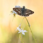 Pyrgus cirsii auf Anthericum ramosum... Männchen